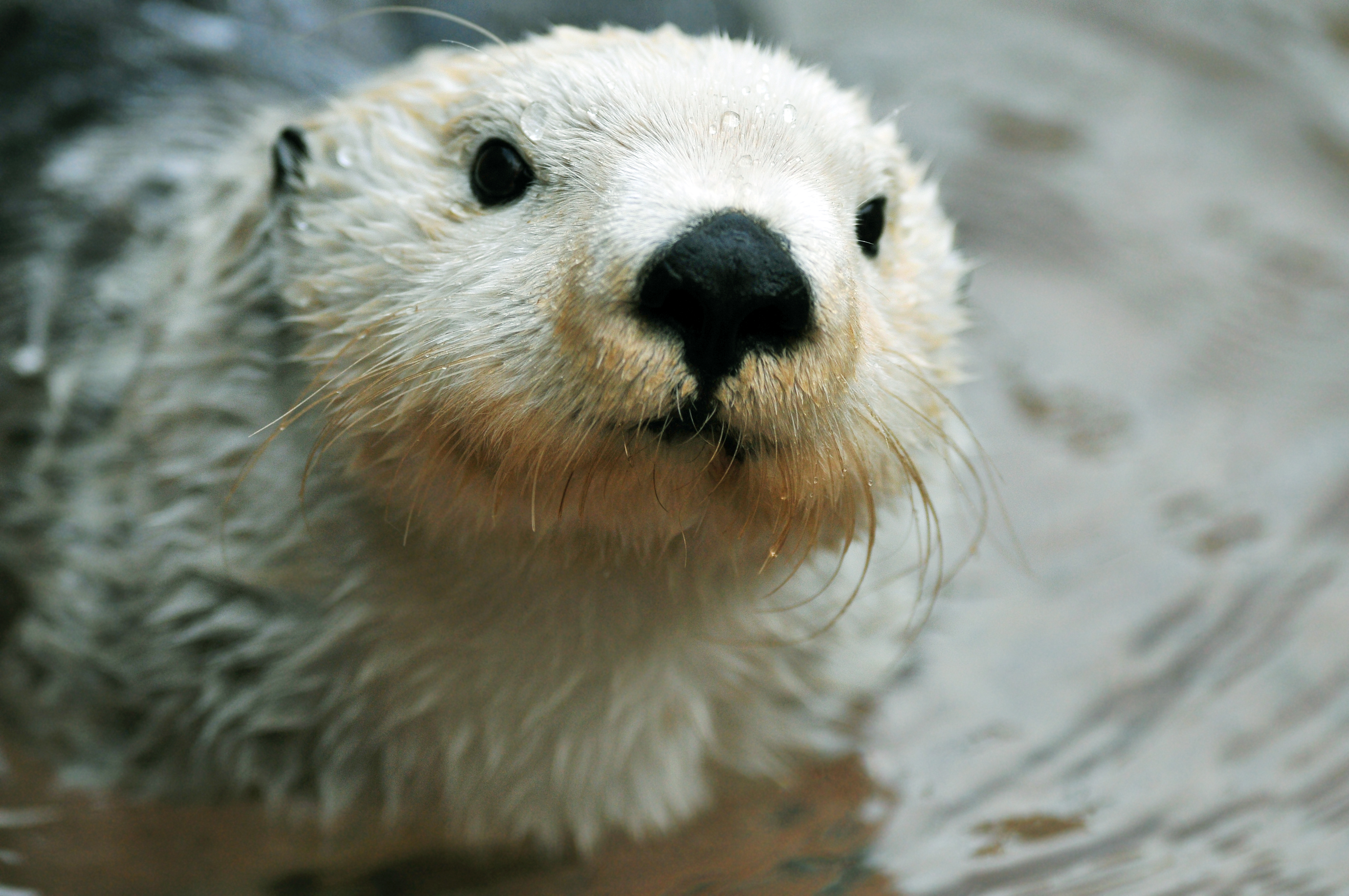 cute sea otters